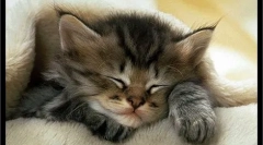 Kako odabrati mačić